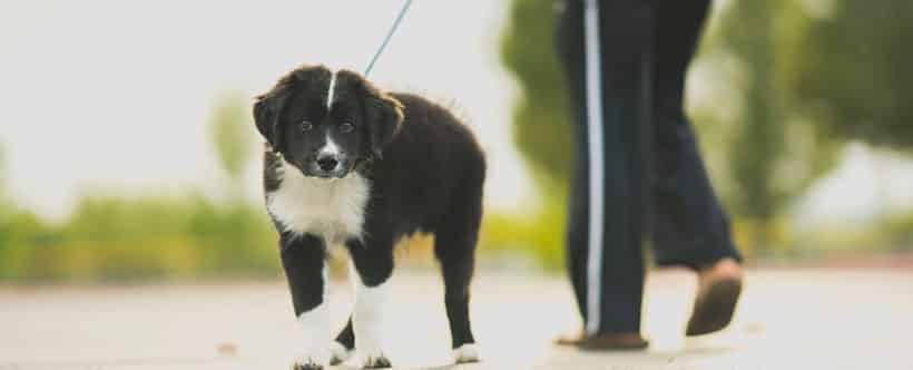 Dogs walking jobs